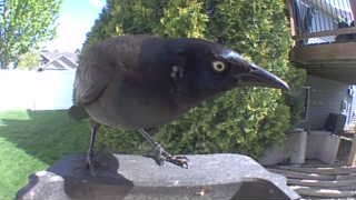 common grackle