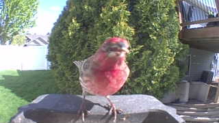 house finch