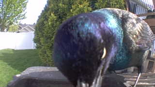 common grackle