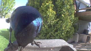 common grackle