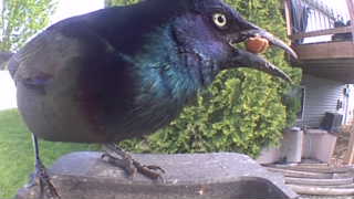 common grackle
