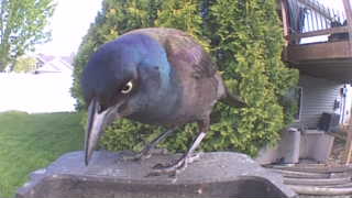 common grackle