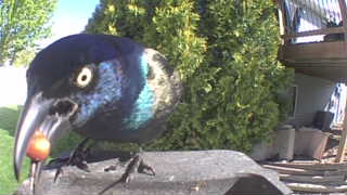 common grackle