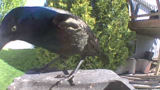 common grackle