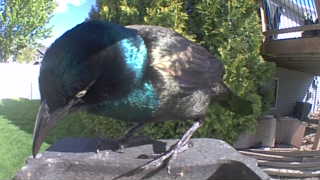 common grackle