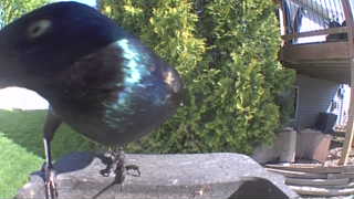 common grackle