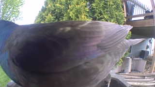 rock pigeon