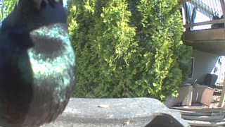common grackle