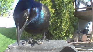 common grackle
