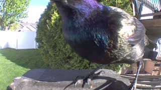 european starling