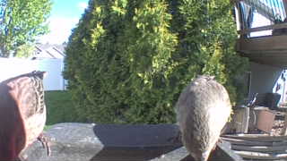 house finch