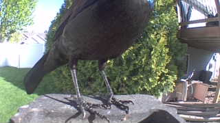 common grackle