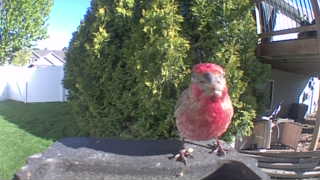 house finch