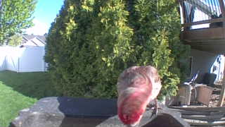 house finch