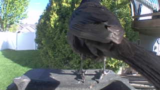 american crow