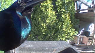 european starling