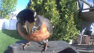 american robin