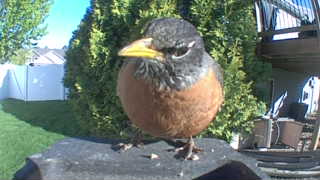 american robin