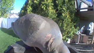 rock pigeon