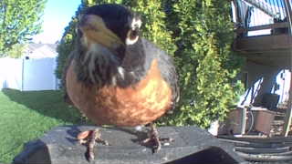 american robin