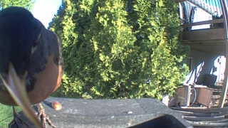 american robin
