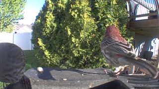 house finch