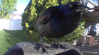 common grackle