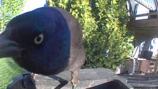 common grackle