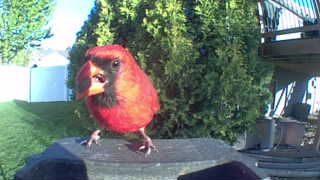 northern cardinal