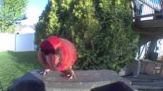 red lory