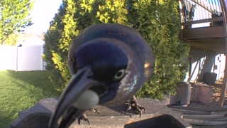 common grackle