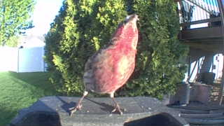 house finch