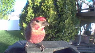 house finch
