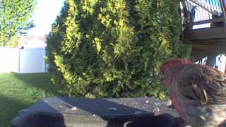 house finch