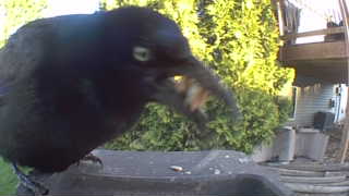 common grackle