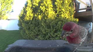 house finch