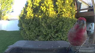 house finch