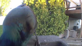 common grackle