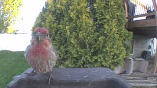 house finch