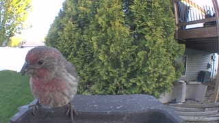 house finch
