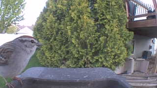 american tree sparrow