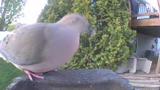 mourning dove