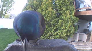 common grackle