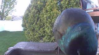 mallard