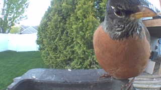american robin