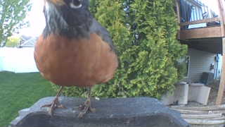 american robin