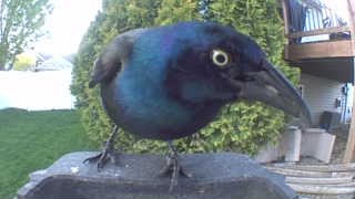 common grackle
