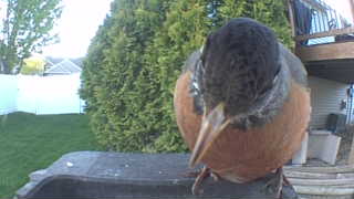 american robin