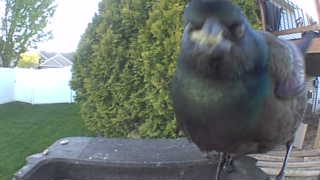 common grackle