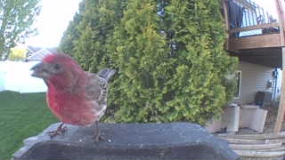 house finch